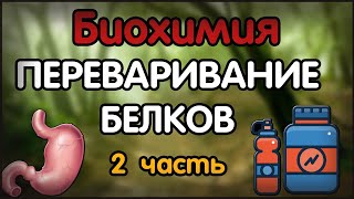 Биохимия. Лекция 44. Переваривание белков. 2 часть