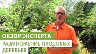 Размножение плодовых деревьев