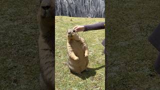 Feeding and Petting Adorable Himalayan Marmots! 🥰🐾#cutemarmot #cuteanimals #marmot #marmota #cute