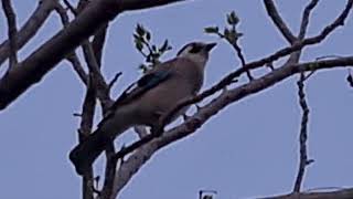 עורבני משמיע יללות של חתול A Garrulus makes sounds of cat  howling