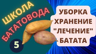 Уборка Хранение Лечение батата ШБ 5