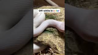 white snake beautiful #beautiful #animals #shorts #love #cute #dangerous #snakes ##viral