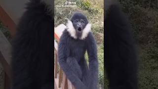 #new #funniest #cute#monkey #dog #puppy #love #youtubeshorts #relaxing #funny #diy #pets#animals