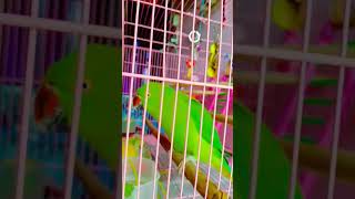 Dancing Mitthu Systummm 🤪 #parrotvideo #parrot #birds #elvishyadav #systummm