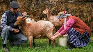 🐐 Fresh Goat Milk Cheese: Made in Nature 🧀🍃