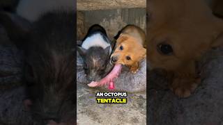 These Homeless Animals Ate Octopus 😲 🫨  #shortsviral #shorts