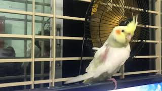 My cockatiel is happy with tv and fan 🤯🦜