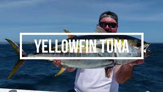 Giant Alaskan - Yellowfin Tuna, a Fish That is Hard to Find