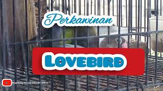 Genjotan Lovebird (@bambangwicaksonobamby281 )#2022 #lovebirds #animallover