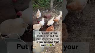 Chicken Tip! My chickens LOVE This!! #shorts