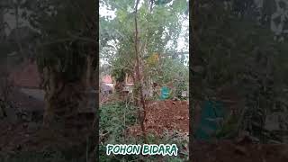 Pohon Bidara untuk segala macam penyakit