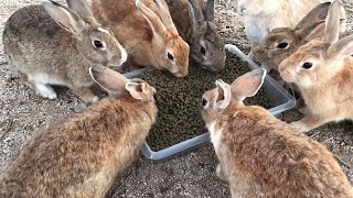 Now, lots of fluffy and cute breads are baked!