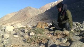 A Himalayan Marmot and me