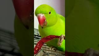 #tota#mithu#parrot #ringneckparrot#viralvideo #shorts#shortvideo#funny #funnyvideo#talkingparrot#new