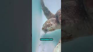 Infested Sea Turtle Covered in Barnacles 🐢: From Barnacle Prison to Ocean Freedom!