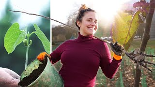 Planter une micro forêt