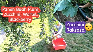 AKHIRNYA PANEN PERDANA BUAH PLUM DI KEBUN #panenbuah