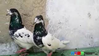 Pur Ali Walay Sialkoti Kabootar | Aqeel Pigeon Master |