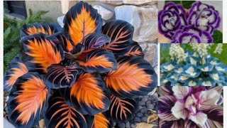 Most beautiful and unique outdoor plants||very attractive outdoor plants