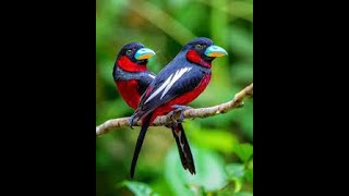 Broadbill bird #birds #birdslover #beautyofnature #cute #naturelovers #shorts