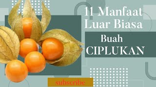 11 Manfaat Luar Biasa Buah Ciplukan untuk Kesehatan Anda