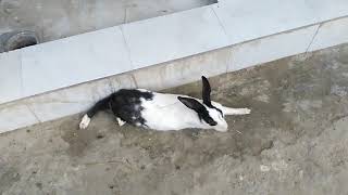 Desi Rabbit Farm In Karam Pur, Rabbit Farming In Punjab Pakistan, How Can I Help You?