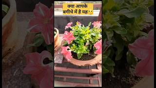 How to get more flowers in petunia | New addition #shorts #viral #petunia