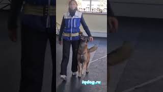 Учёный пёс: танцы с собаками. Тренировка защитного раздела 💃🐕💞💞💞 #dogdance