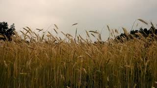 #Футаж колосья пшеницы на ветру перед бурей ◄4K•HD► #Footage ears of wheat in wind before the storm