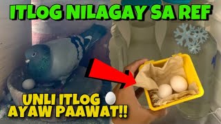 MOTIVATION SA PANG KARERANG HEN, NILAGAY ANG ITLOG SA REF🥚 BAKIT KAYA??