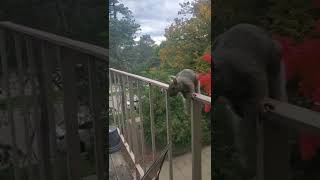 Mr Squirrel Chillin on the Railing!