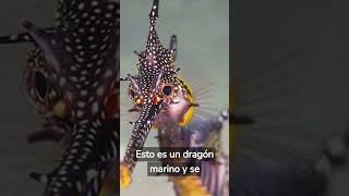 ¿Sabias que? SOBRE EL DRAGON MARINO #animales #curiosidades #shorts