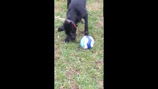 labrador puppy