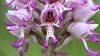 Top 10 Most Beautiful But Strange Flowers