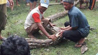 Ular piton 3 meter masuk rumah warga