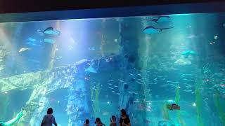 2020.08 - 롯데타워 아쿠아리움 수족관 모음 Lotte Tower Aquarium in Seoul