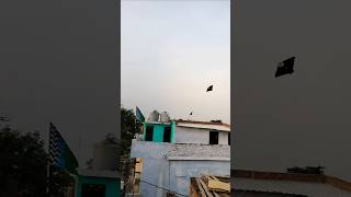 patang chali gayi 😭।। #shorts #kiteflying #kitelooting #kite #patang #patangwala #youtubeshorts