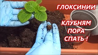 КЛУБНИ 🌺 ГЛОКСИНИЙ 🌺 КАК СОХРАНИТЬ ЗИМОЙ⁉️