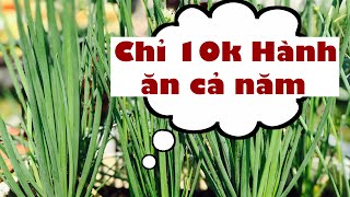 #26 | CÁCH TRỒNG HÀNH TRONG THÙNG XỐP | Trồng 1 Lần | Ăn Cả Năm!