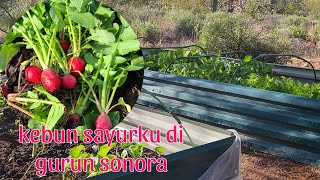 Panen sayur musim dingin di luar negri || Berkebun di luar negri