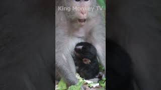 Monkey funny videos #1450 #babymonkey #shortvideo #short #viral #monkey #reels2023