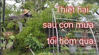 Thiệt hại sau cơn mưa và giông gió tối hôm qua làm cây gãy, ngã đè lên giàn chanh dây và thanh long.