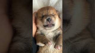 Cute puppy is sleeping deeply #youtubeshorts #trending #cuteanimal