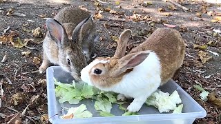 Rabbits skirmish