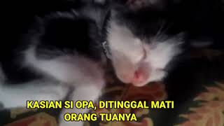 Si Opah, Kucing Kecil Lucu Imut, Buat Sipemilik Hilangkan Stress