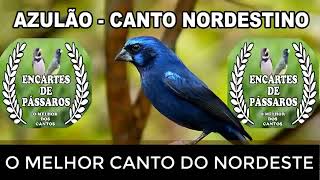 #azulão Nordestino -- O Melhor Canto do Nordeste