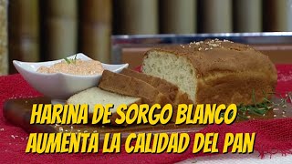 Harina de sorgo blanco aumenta la calidad del pan