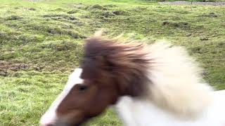 Icelandic horses running