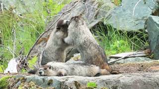 Niedliche Murmeltiere beim herumtollen