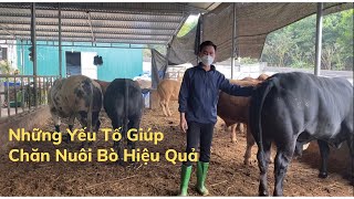 Chia Sẻ Những Yếu Tố Giúp Chăn Nuôi Bò Hiệu Quả.